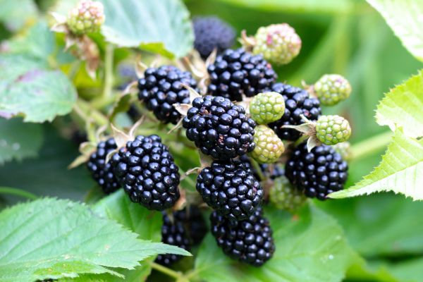 Blackberry Bush Removal in Naples