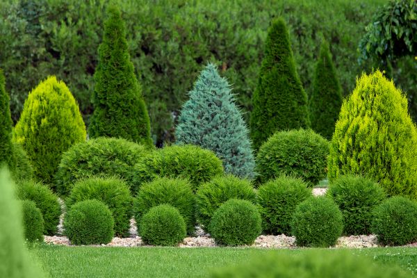 Bush Shaping Service in Naples