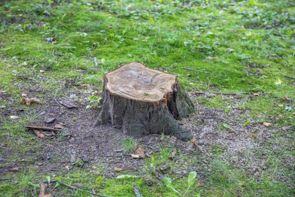 Bush Stump Removal in Naples