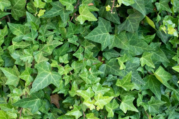 English Ivy Removal in Naples