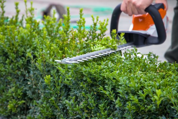 Hedge Pruning in Naples