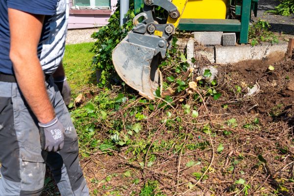 Hedge Removal Service in Naples