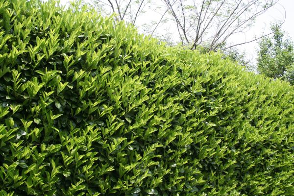 Laurel Removal in Naples