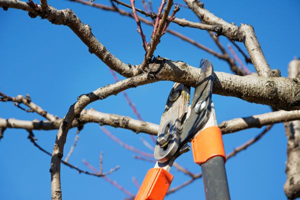 Pruning Service in Naples