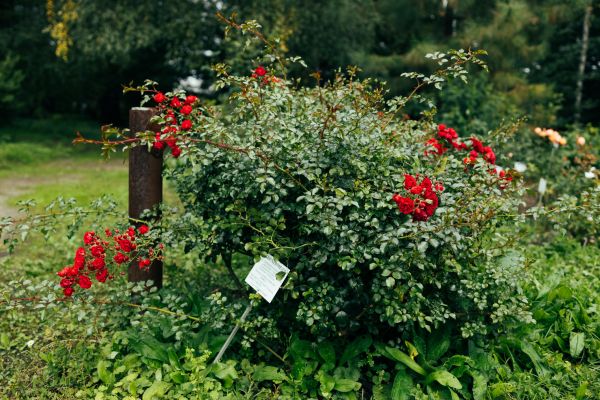 Rose Bush Removal in Naples