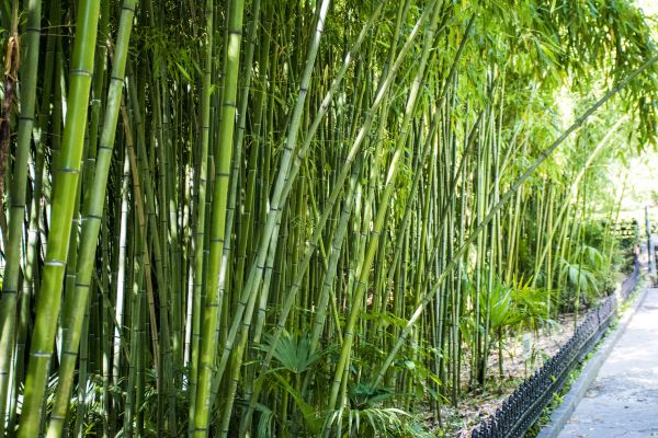 Bamboo Root Removal in Naples