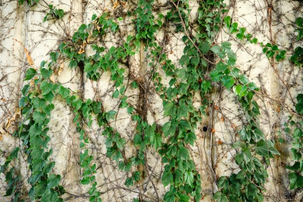 Vine Removal Service in Naples