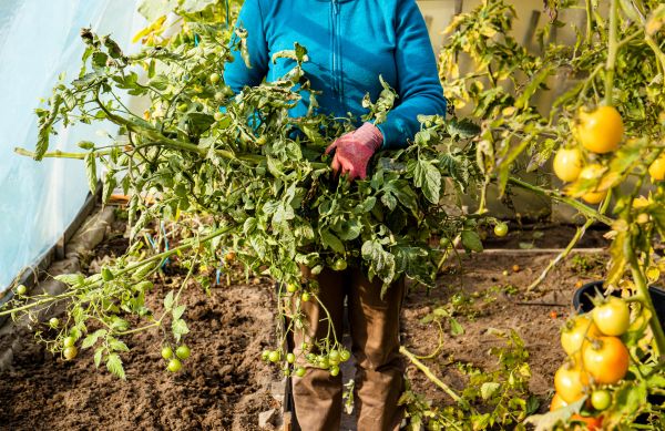 Garden Plant Removal in Naples