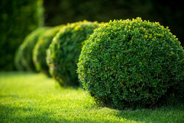 Bush Pruning in Naples