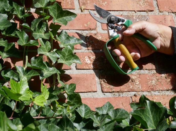 Ivy Removal Service in Naples