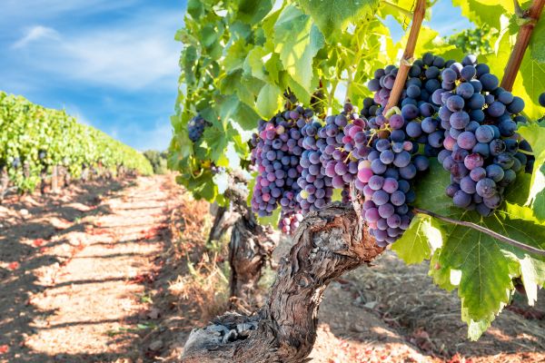 Grapevine Pruning in Naples