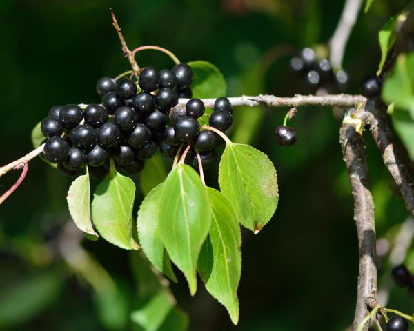 Buckthorn Removal in Naples