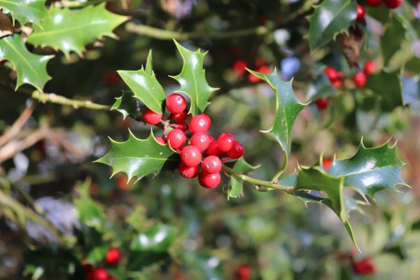 Holly Tree Trimming in Naples