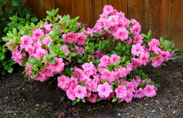 Azaleas Removal in Naples