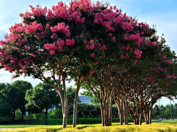 Crepe Myrtle Pruning in Naples