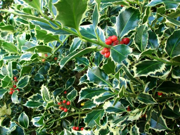 Holly Bushes Trimming in Naples