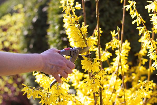 Forsythia Pruning in Naples