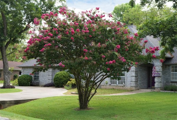 Crepe Myrtle Trimming in Naples