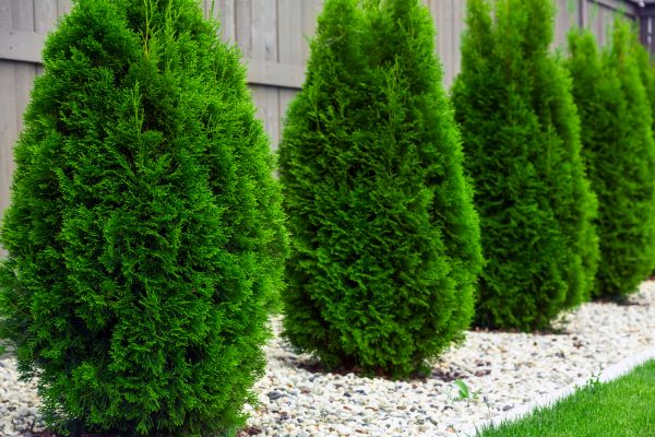 Arborvitae Removal in Naples