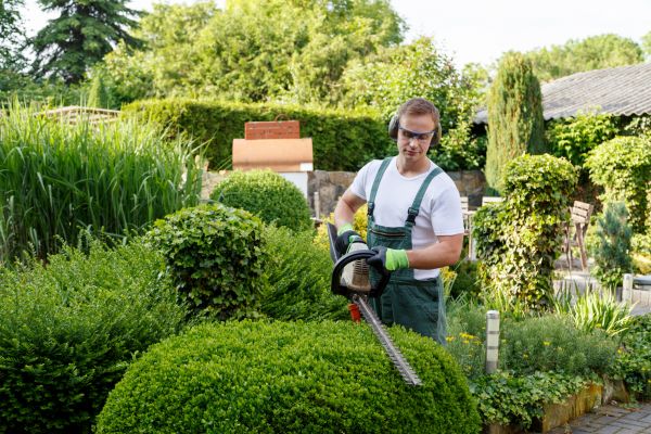 Shrubs Trimming in Naples