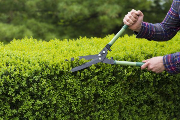 Evergreen Shrub Pruning in Naples