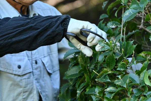 Holly Pruning in Naples