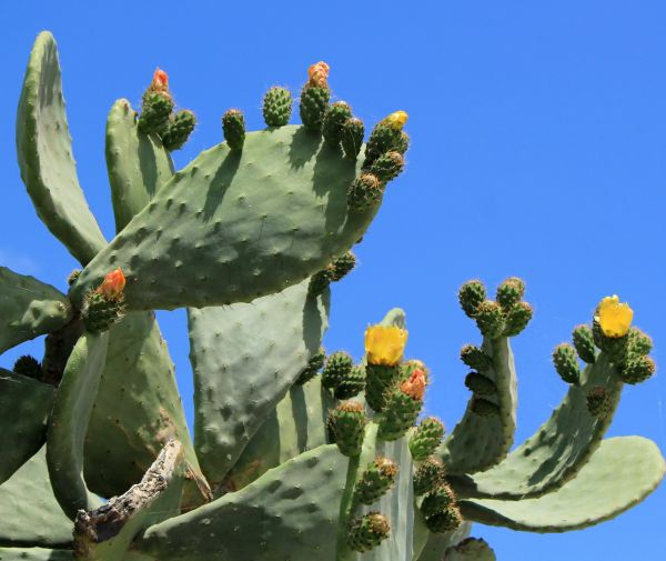 Cactus Removal in Naples