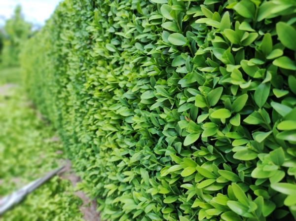 Boxwood Pruning in Naples