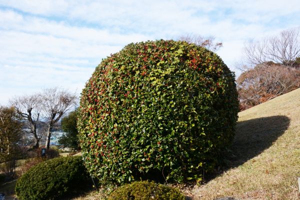 Holly Shrub Pruning in Naples