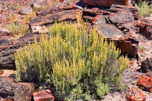 Sagebrush Removal in Naples