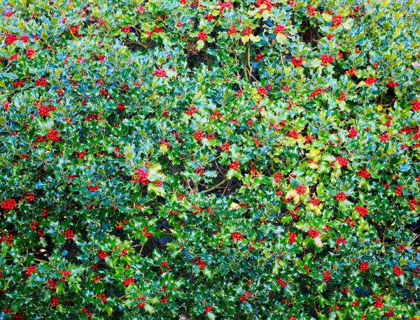 Holly Bush Removal in Naples