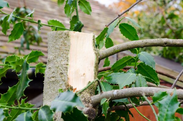 Holly Tree Removal in Naples
