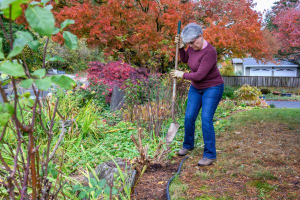 Dead Bush Removal in Naples