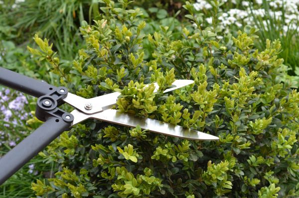 Boxwood Trimming in Naples
