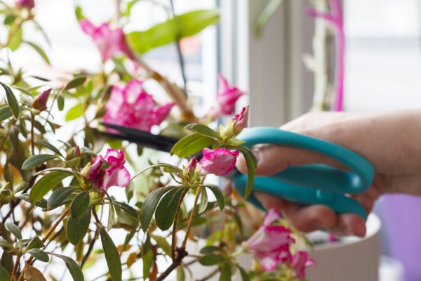 Azalea Pruning in Naples