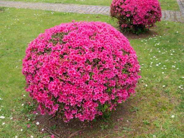 Rhododendron Pruning in Naples