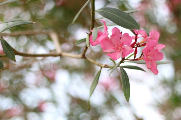 Oleander Removal in Naples