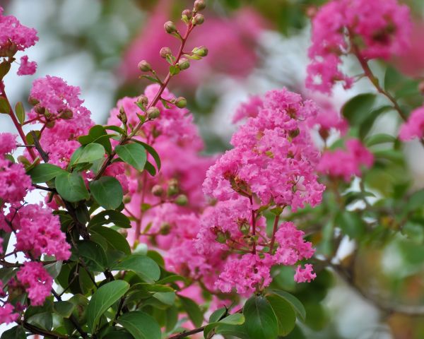Crepe Myrtle Removal in Naples