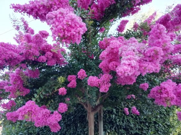 Crape Myrtle Pruning in Naples