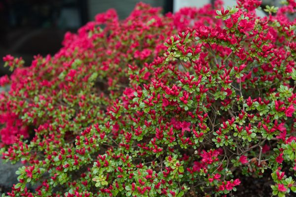 Weigela Removal Service in Naples