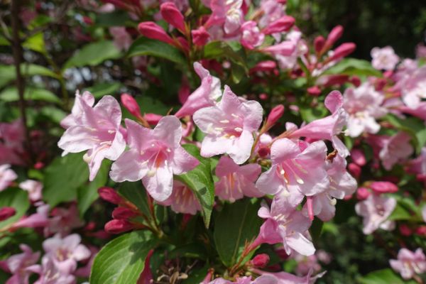 Weigela Pruning Service in Naples