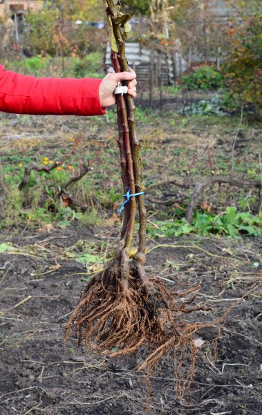 Shrub Root Removal in Naples