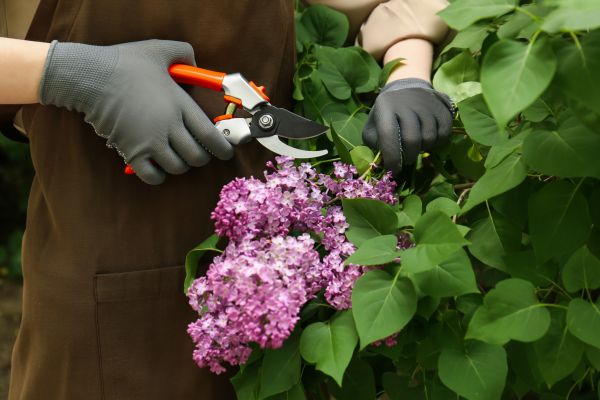 Lilac Pruning Service in Naples