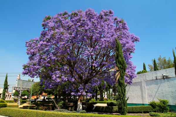 Jacaranda Pruning in Naples