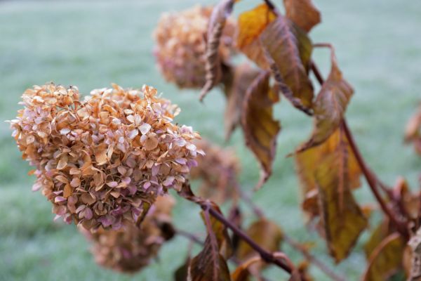 Hydrangea Removal in Naples