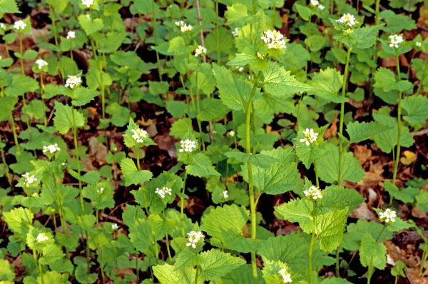 Garlic Mustard Removal in Naples