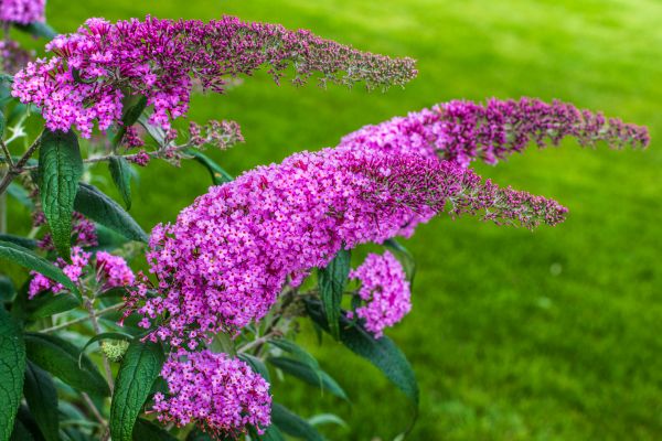 Butterfly Bush Removal in Naples