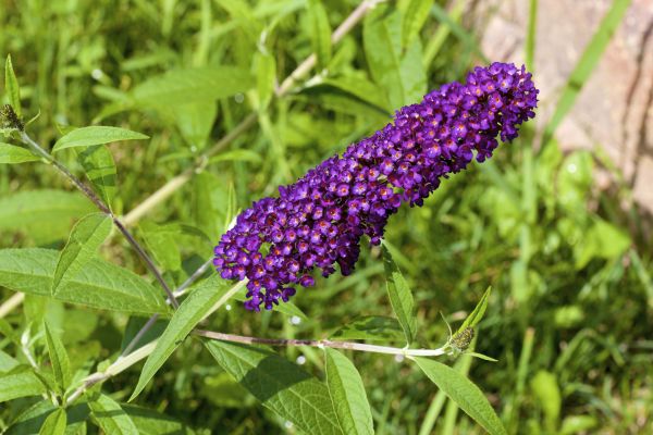 Butterfly Bush Pruning in Naples