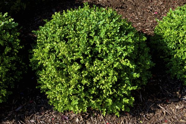 Boxwood Removal in Naples