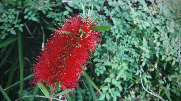 Bottlebrush Pruning in Naples